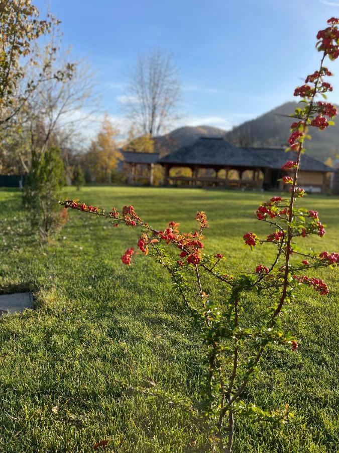 Pensiunea Coronita Vişeu de Sus Exteriér fotografie